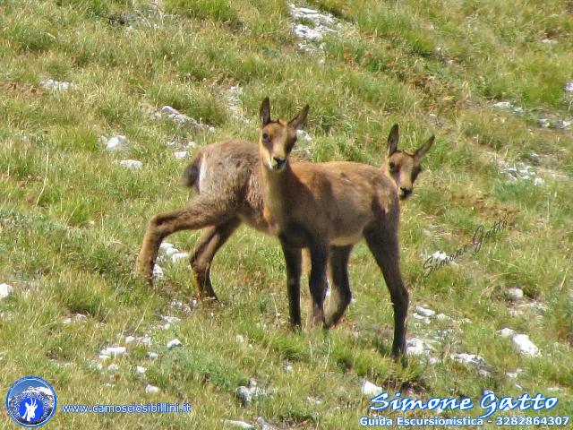 Camoscio d''Abruzzo Rupicapra pyrenaica ornata